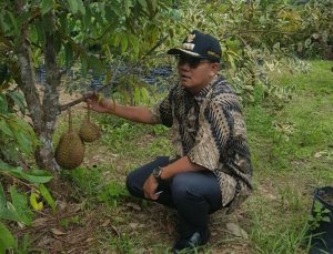 Bupati Bintan meninjau lahan varietas Durian Canne asal Thailand di Desa Toapaya Utara, Kec Toapaya, Bintan.