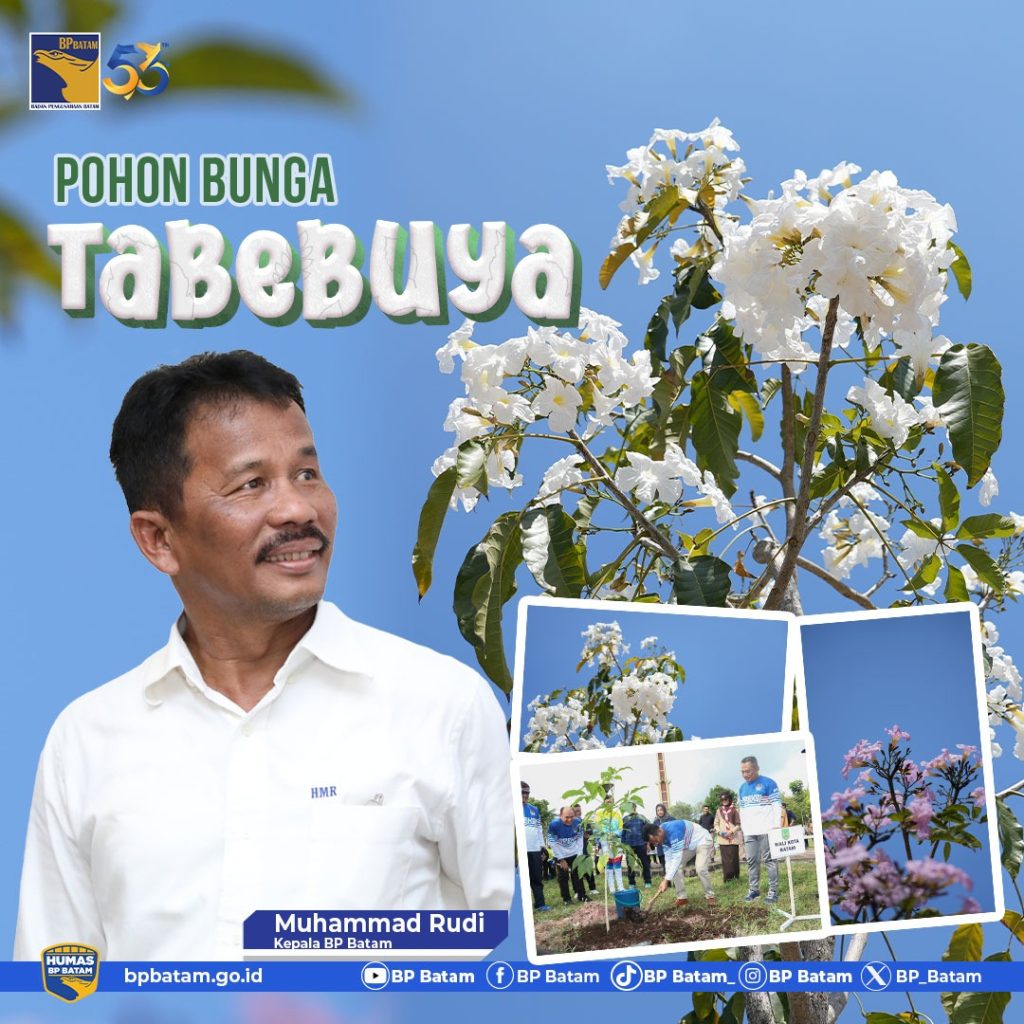 Seperti Vibes di Jepang, Bunga Tabebuya di Pedestrian Menambah Pesona Batam