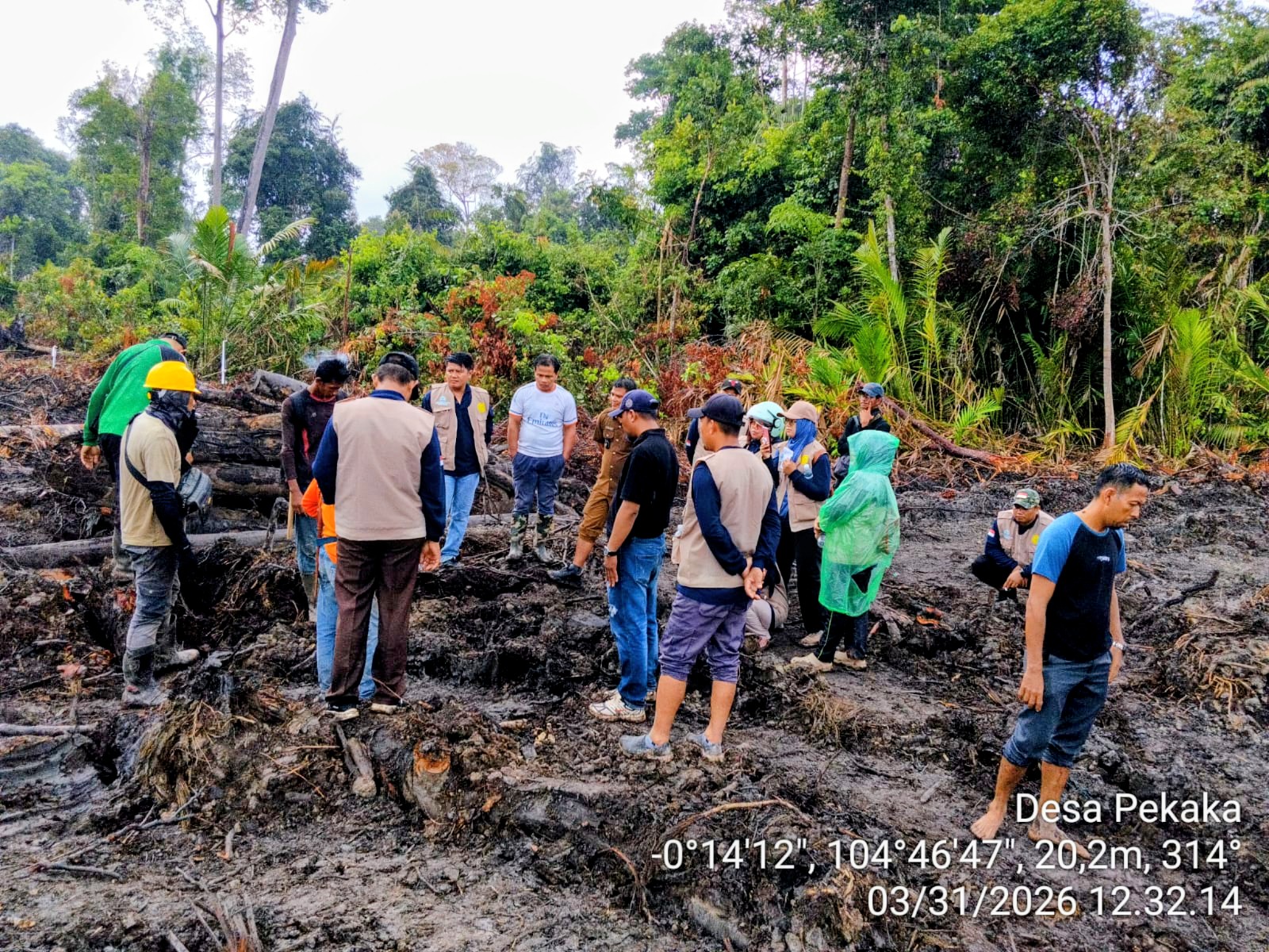 Pemda Minta Hentikan Land Clearing di Lahan Sagu Pekaka Lingga