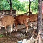 Pemko Tanjungpinang Salurkan 56 Sapi Kurban, 48 Ekor dari Urungan ASN