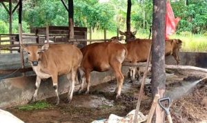 Pemko Tanjungpinang Salurkan 56 Sapi Kurban, 48 Ekor dari Urungan ASN