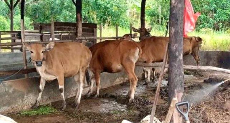 Pemko Tanjungpinang Salurkan 56 Sapi Kurban, 48 Ekor dari Urungan ASN