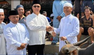 Bupati Anambas Serahkan Bantuan Sapi Kurban Presiden RI untuk Masyarakat Jemaja